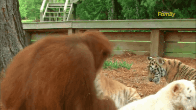 gifsboom:  Orangutan Babysits Tiger Cubs. [video]