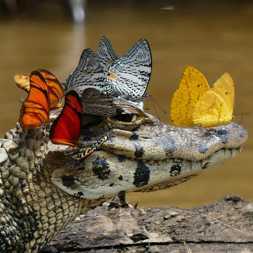 itscolossal: A Caiman Covered in Butterflies adult photos