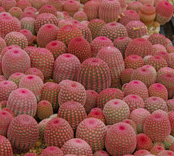 su-su-su-succulents:  Echinocereus pectinatus v. rigidissimus&lsquo;Arizona Rainbow Cactus&rsquo; 