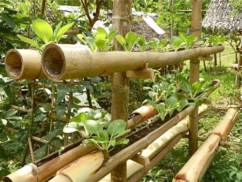 missolivialouise:I really like the idea of using bamboo for vertical growing or hydroponics systems,