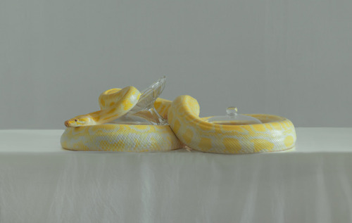 arpeggia:Evelyn Bencicova - An Organic (Still Life)Website | Tumblr | Instagram | More