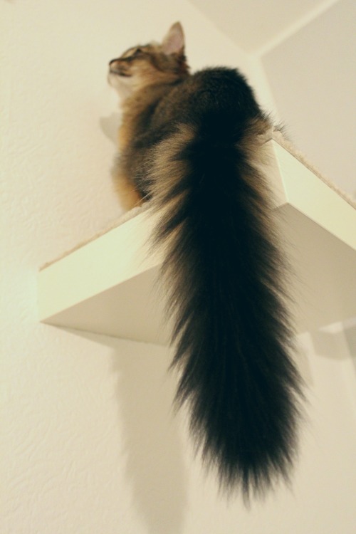 XXX catazoid:  Lyalya is 99% tail and 1% cat photo