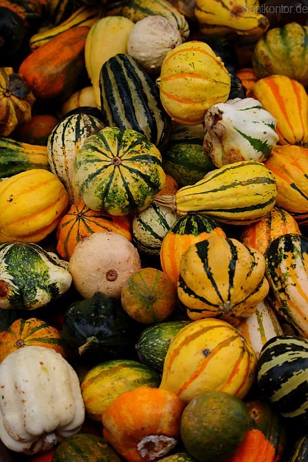 Different varieties of the Pumpkin (Cucurbita pepo) Seed source: www.saatkontor.de