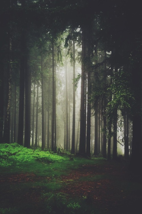 wolftramp:  Vintage Blog ☼  