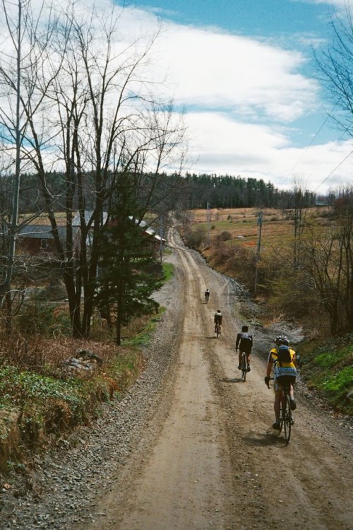 treadlyandme:  “On isolated country back roads where food sources are scarce, local animals ar