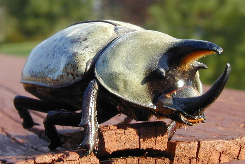 Eastern Hercules Beetle