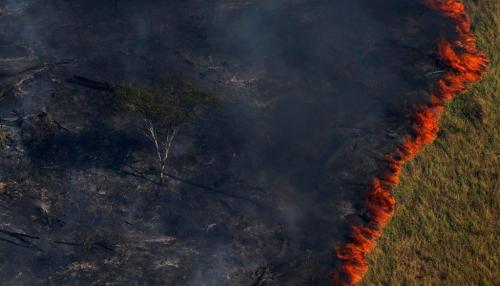 karlrincon:The Amazon Forest  produces more than 80 percentage the world’s oxygen and is home to more than half of the world’s species of plants, animals and insects. It has been burning for 3 weeks and we have just found out about it! The lungs of