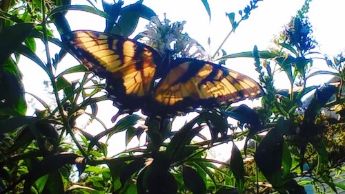 shelovesplants: Really love these photos Bc the way the sun is shining makes her wings looks transpa