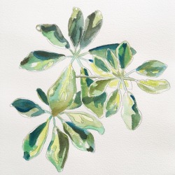 jeffliujeffliu:  Remembering how to use watercolors! Plants on the porch 