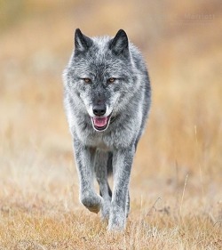 beautiful-wildlife: Alpha Female  by © johnemarriott