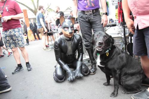 downandirty:  Pups @ play at Northside Bizarre —> Pics by Dean Arcuri (#DEANation)   JOY 949 —> Pup or Handler? Check out The Pup Safe Project, a fucking great website for all things pup IMOAlso —> SiriusPup And —> The Happy Pup 