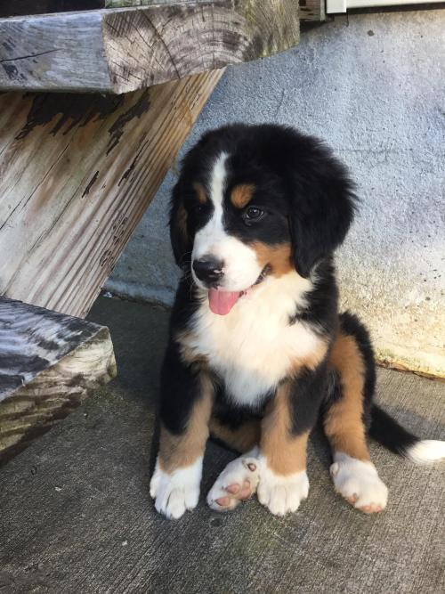 cutepetsuwu:Baby Bernese Mountain Dog
