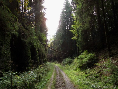 allpowertothetrees:the emperor’s old railroad // blankenheim/eifel