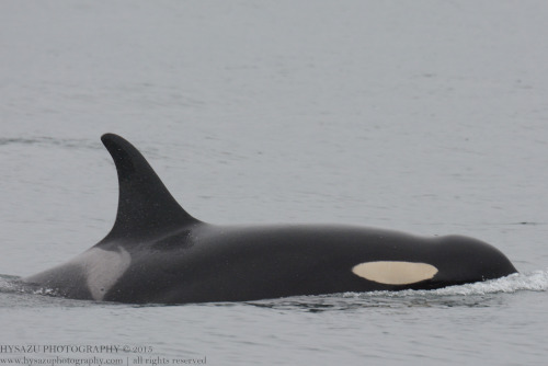 dreams-of-whales: J-pod - May 23, 2015Part: 1 | 2 | 3 | 4J2 | J14J16 | J17J19 | J22J26 | J27