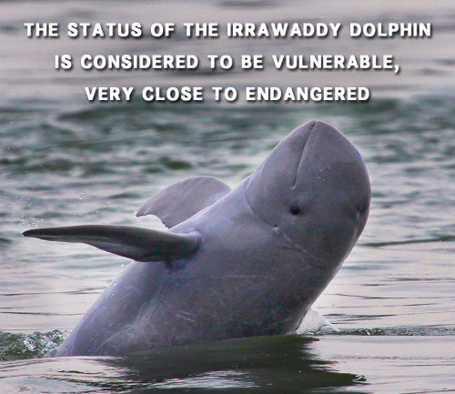 vbasement:  Get to know dolphins! 