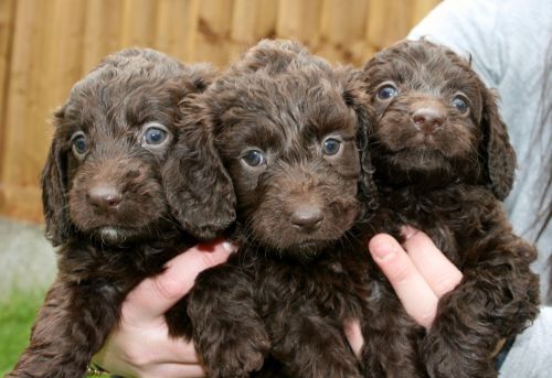 dogsandpupsdaily:- Cocker Spaniel/Poodle Mix. Want more? Follow:http://dogsandpupsdaily.tumblr.com/ 