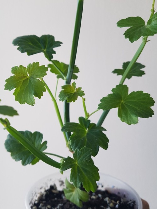 I tried growing pelargonium tetragonum about a year ago but failed miserably, the plant started rott