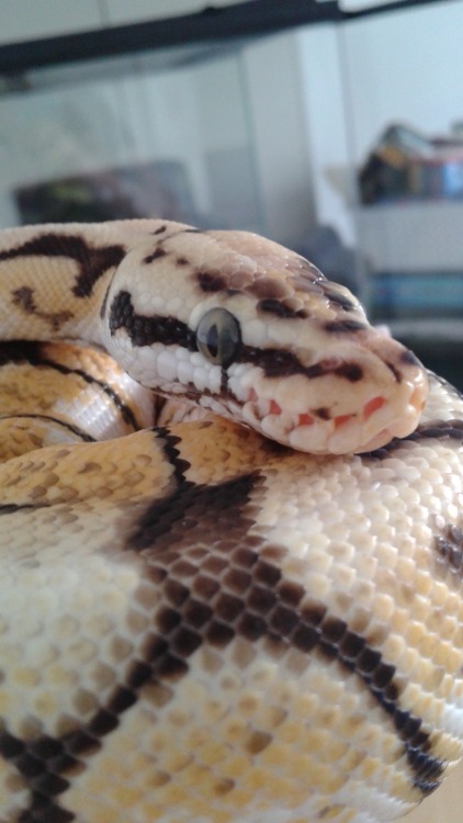 inoocently:Meet Echo (Naaaah I’m totally not obsessed over Jurassic World) my newest baby and Charlo