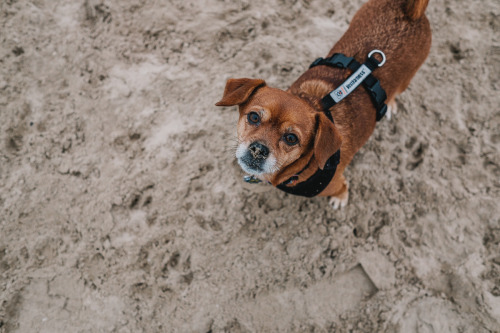 Foggy Dog Beach with Callie