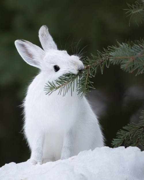 maureen2musings:Snowshoe Hare jessfindlay
