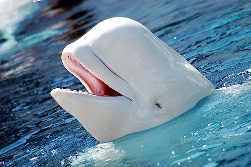 jellyfishes:  beluga whales are so fuckin cute they’re always happy and smiling like  helooooo!!  HIIIIIIIIII !!!!  hey friend !  looook they are FRIENDS!!!!!  they are growing old together still smiling i am gonna crY 