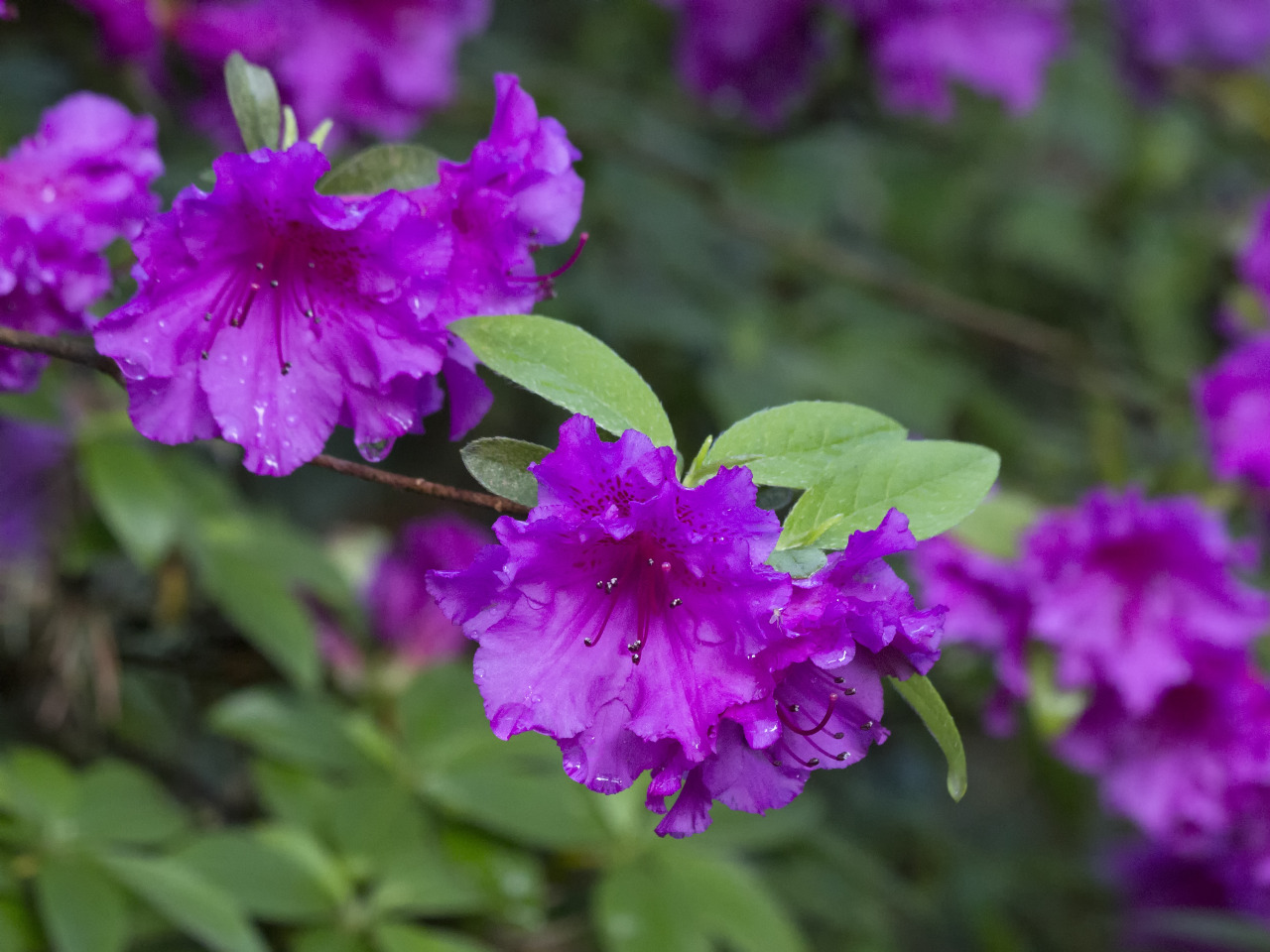 textless:  Crystal Springs Rhododendron Garden, Portland OR. 