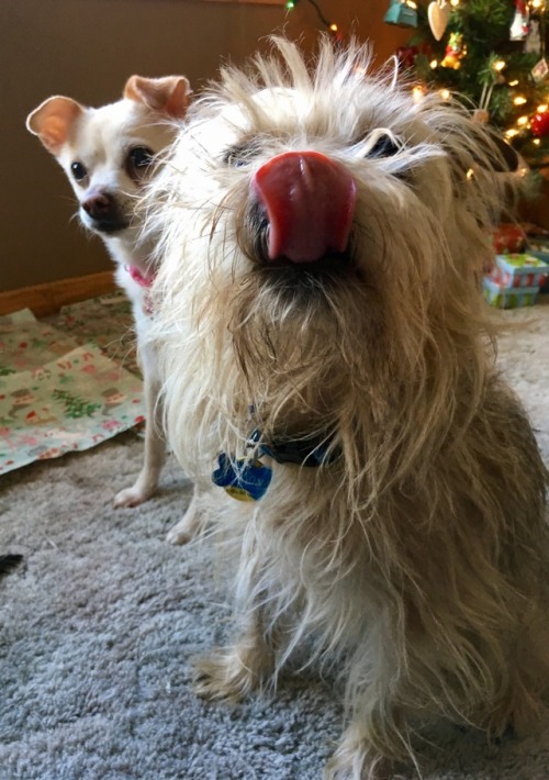 What is today? It’s the first Tongue Out Tuesday of 2019!