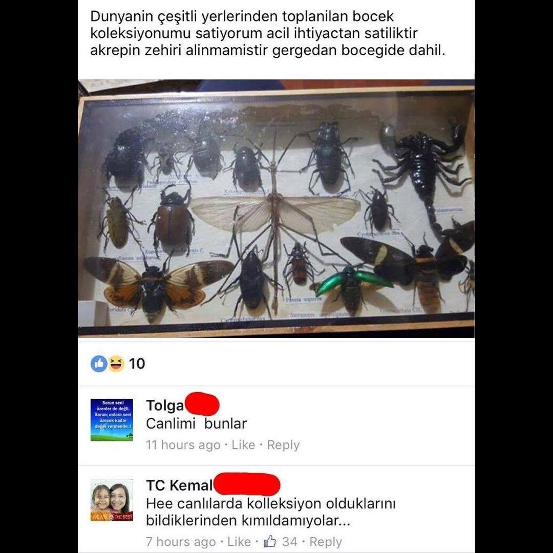 Dunyanin çeşitli...