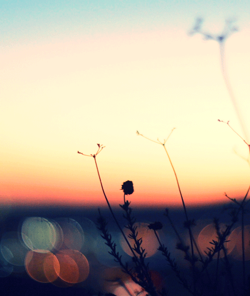 showmewhatimmisssing:  jimmaybones:  still…life    Pretty