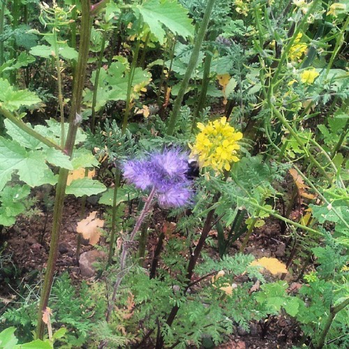 Bzzzt :-) I Guess I'm Not The Only One Who's Happy About The Patch Of Wild Flowers They Left Standing