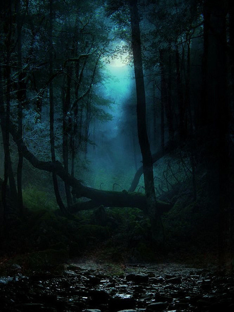 brutalgeneration:  early morning forest walk by Guido Waldenmeier from Germany on