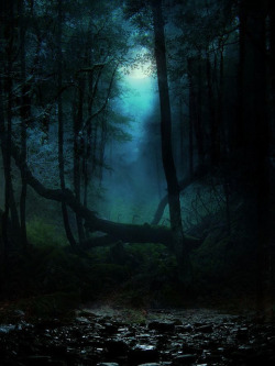 brutalgeneration:  early morning forest walk