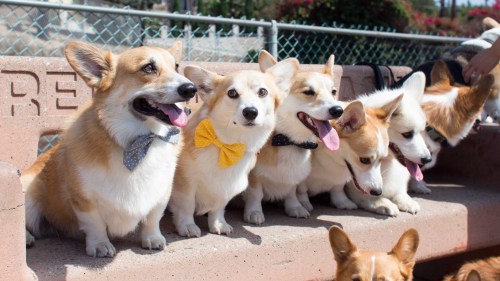 trinketbaby:Photos from a corgi meetup.hazelhills