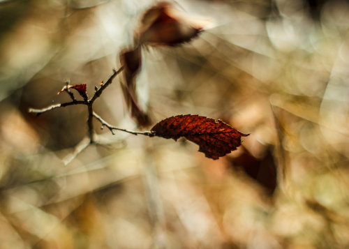 quietnatured:259.365by PiecesOfAnsley
