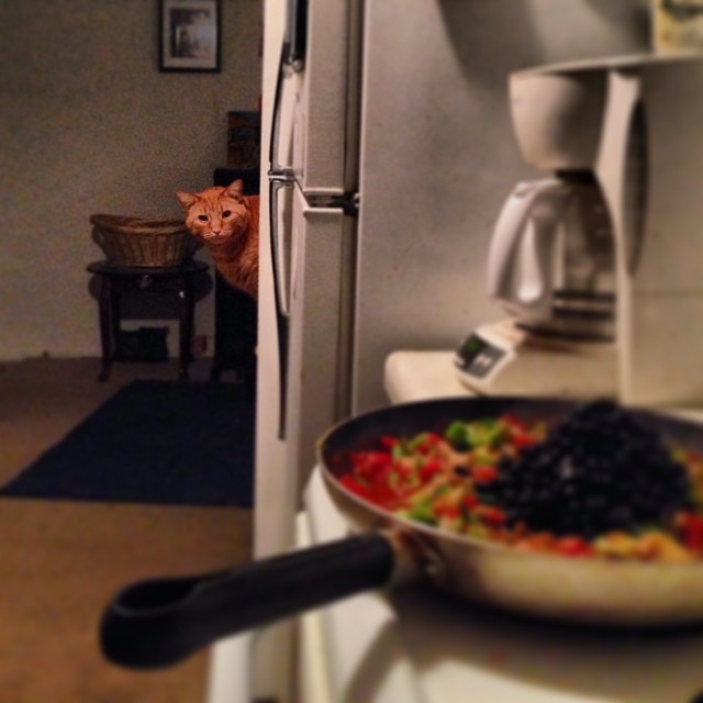 derpycats:  Pancake always knows when his people are having food. 