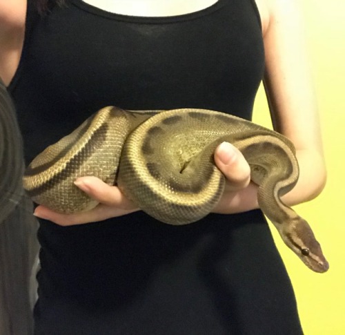 tailsandco:a year ago today, i bought my first little girl home. id bought her three months before, 