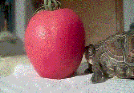 healthy-happiness-thin:  fightfor-glory:  omg aw poor thing someone help him…   This is actually stressing me out so bad idk why SOMEONE HELP HIM