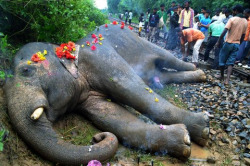 stunningpicture:   Grieving passengers pay tribute to one of the seven elephants killed by a train in India 