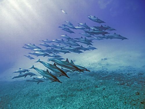funkysafari:A pod of spinner dolphins swims off Makua Beach, Hawaii. Groups of the sociable spinners