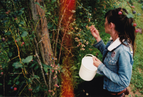 meg picking blueberries