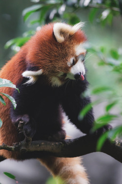 captvinvanity:  Reinfox | Lesser panda