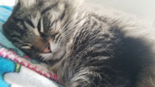 This is Puck! He loves naps! He’s the king of beddy-bye night night land!(submitted by @kitten