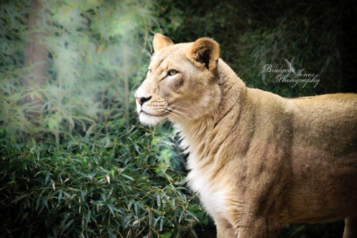 bridgettejonesphotography:So majestic. :D Lioness at the Cincinnati Zoo, photographed by me!