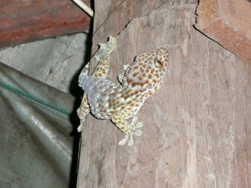 Huge gecko - Laos 2008