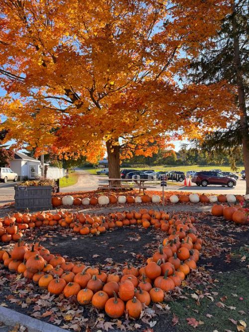 I Dont See How A Pumpkin Patch Could Be More Sincere Than This One. 