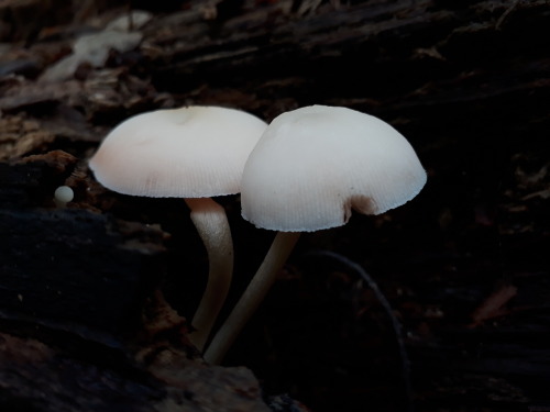 Epping Forest, UK, August 2020Lilac bonnet (Mycena pura)