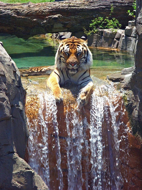 wahzoo.tumblr.com/post/93161001974/