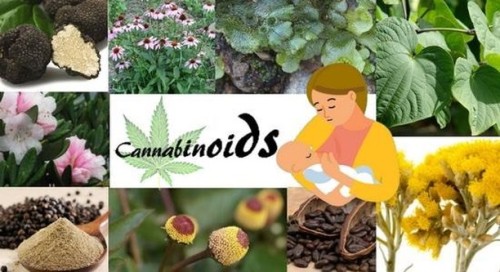 420pressnews:#Cannabis And Other #Cannabinoid Rich #instaFoods While it’s not a plant, studies