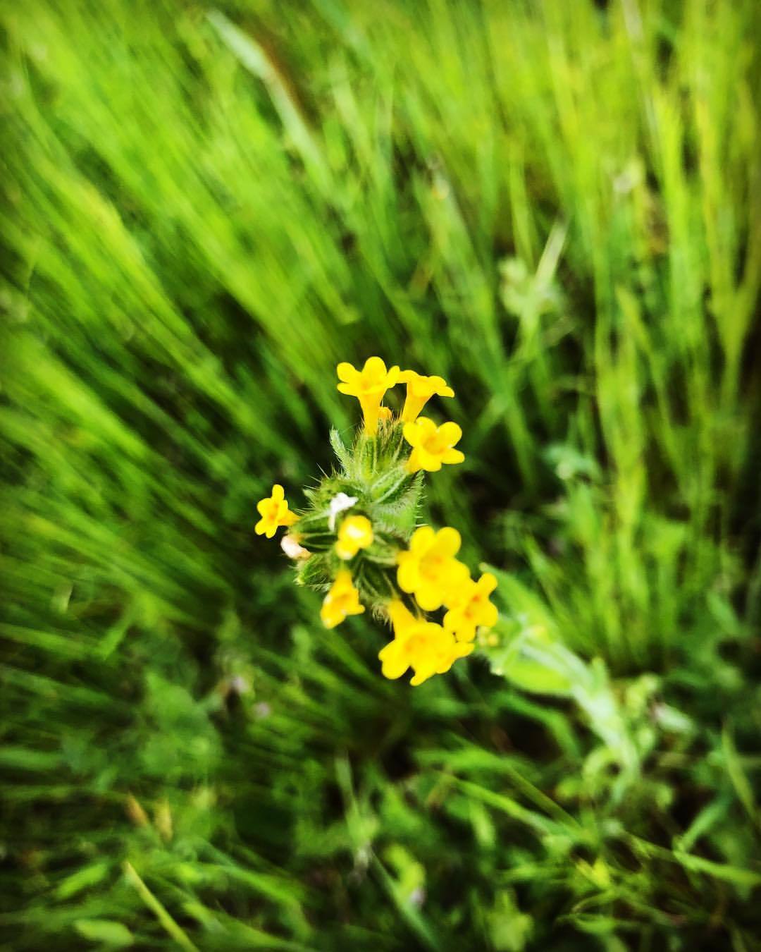 #yellow  #field #wildflower #eastcounty  (at Oakley, California)