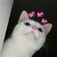 drabblecat